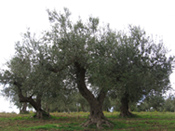 ulivi